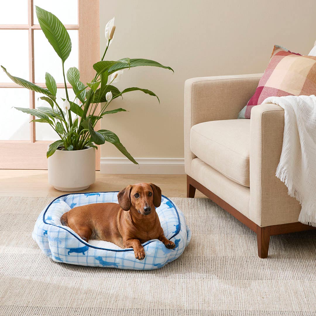 https://s3-ap-southeast-2.amazonaws.com/fusionfactory.commerceconnect.bbnt.production/pim_media/000/174/895/E-Comm_S24-25_Summer_LS_Studio-Pet_Beds-Small_Charlie_Blue_V3_SI.jpg?1730255390