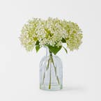 https://s3-ap-southeast-2.amazonaws.com/fusionfactory.commerceconnect.bbnt.production/pim_media/000/183/881/M_F_Hydrangea-in-Glass-Vase_Cream_26131401_SI.jpg?1734663700