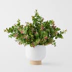 https://s3-ap-southeast-2.amazonaws.com/fusionfactory.commerceconnect.bbnt.production/pim_media/000/184/457/M_F_Money-Leaf-in-Ceramic-Pot_Green_26132201_SI.jpg?1734665967