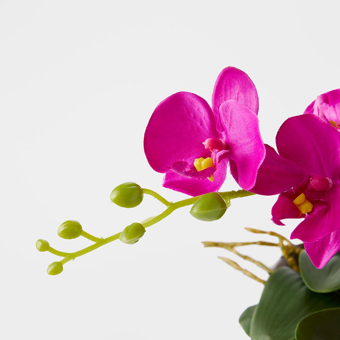 https://s3-ap-southeast-2.amazonaws.com/fusionfactory.commerceconnect.bbnt.production/pim_media/000/184/459/M_F_Orchid-in-Ceramic-Pot_Fuchsia_26132801_Detail_SI.jpg?1734666061