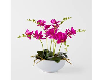 https://s3-ap-southeast-2.amazonaws.com/fusionfactory.commerceconnect.bbnt.production/pim_media/000/184/458/M_F_Orchid-in-Ceramic-Pot_Fuchsia_26132801_SI.jpg?1734666061