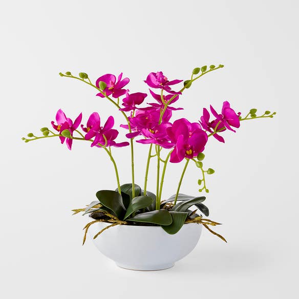 https://s3-ap-southeast-2.amazonaws.com/fusionfactory.commerceconnect.bbnt.production/pim_media/000/184/458/M_F_Orchid-in-Ceramic-Pot_Fuchsia_26132801_SI.jpg?1734666061