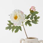 https://s3-ap-southeast-2.amazonaws.com/fusionfactory.commerceconnect.bbnt.production/pim_media/000/184/462/M_F_Peony-Stem_White_26132701_SI.jpg?1734666138