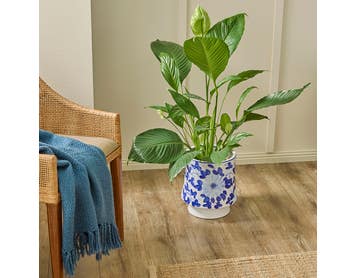 https://s3-ap-southeast-2.amazonaws.com/fusionfactory.commerceconnect.bbnt.production/pim_media/000/180/613/M_F_Tivoli-Ceramic-Planter-Lrg_Blue-White_LS_SI.jpg?1734055500