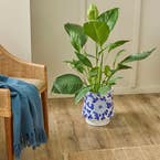 https://s3-ap-southeast-2.amazonaws.com/fusionfactory.commerceconnect.bbnt.production/pim_media/000/180/613/M_F_Tivoli-Ceramic-Planter-Lrg_Blue-White_LS_SI.jpg?1734055500