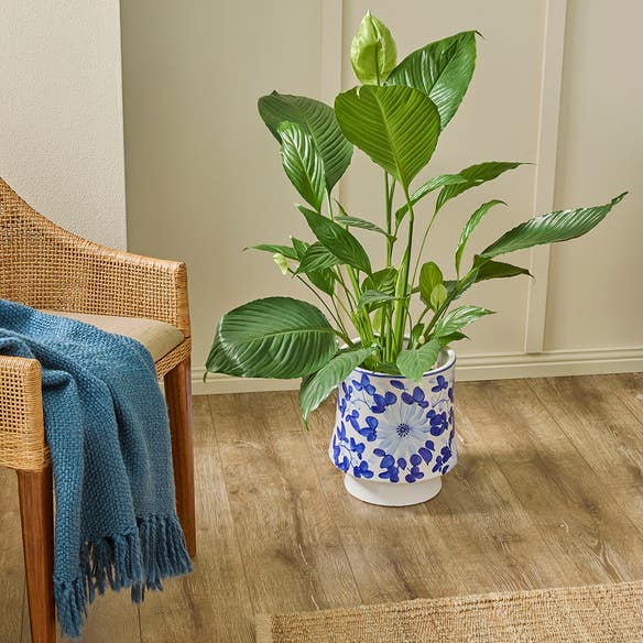 https://s3-ap-southeast-2.amazonaws.com/fusionfactory.commerceconnect.bbnt.production/pim_media/000/180/613/M_F_Tivoli-Ceramic-Planter-Lrg_Blue-White_LS_SI.jpg?1734055500