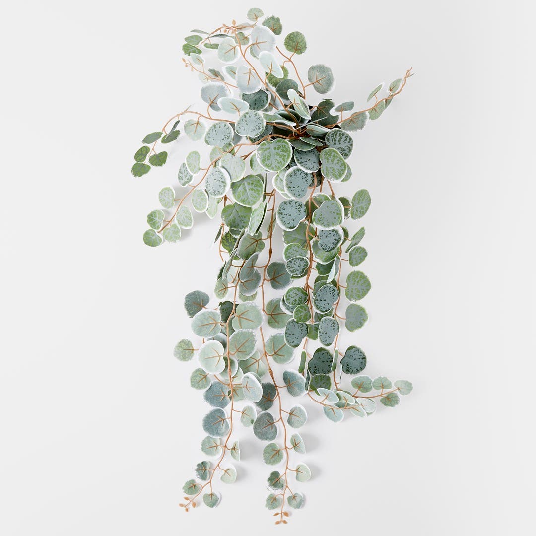 https://s3-ap-southeast-2.amazonaws.com/fusionfactory.commerceconnect.bbnt.production/pim_media/000/152/249/M_F_Trailing_Eucalyptus_In_Plastic_Pot_Silver_Green_22948401_V2_SI.jpg?1690857177
