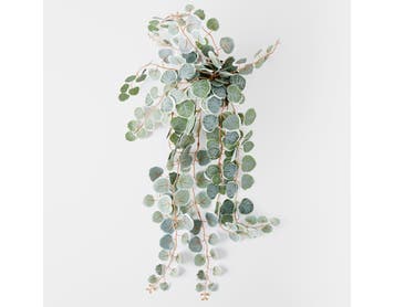 https://s3-ap-southeast-2.amazonaws.com/fusionfactory.commerceconnect.bbnt.production/pim_media/000/152/249/M_F_Trailing_Eucalyptus_In_Plastic_Pot_Silver_Green_22948401_V2_SI.jpg?1690857177