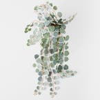https://s3-ap-southeast-2.amazonaws.com/fusionfactory.commerceconnect.bbnt.production/pim_media/000/152/249/M_F_Trailing_Eucalyptus_In_Plastic_Pot_Silver_Green_22948401_V2_SI.jpg?1690857177