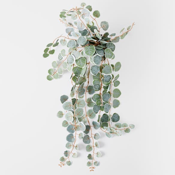 https://s3-ap-southeast-2.amazonaws.com/fusionfactory.commerceconnect.bbnt.production/pim_media/000/152/249/M_F_Trailing_Eucalyptus_In_Plastic_Pot_Silver_Green_22948401_V2_SI.jpg?1690857177