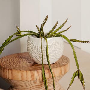 https://s3-ap-southeast-2.amazonaws.com/fusionfactory.commerceconnect.bbnt.production/pim_media/000/163/201/M_F_W24_LS_Decorator_Liselle_Ceramic-Pot_SI.jpg?1714450099