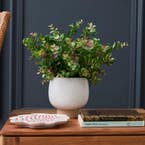 https://s3-ap-southeast-2.amazonaws.com/fusionfactory.commerceconnect.bbnt.production/pim_media/000/192/826/Reef_Ceramic_Plate_Money_Leaf_In_ceramic_Pot_SI.jpg?1743640852